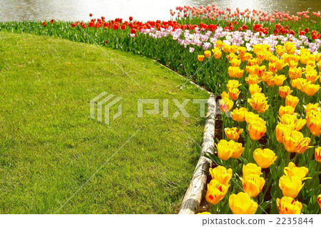 April Tulip · Lily Department 103 group 2235844