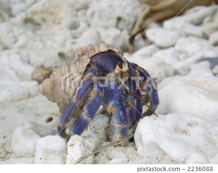 寄居蟹 座間味村 座間味島 2236088