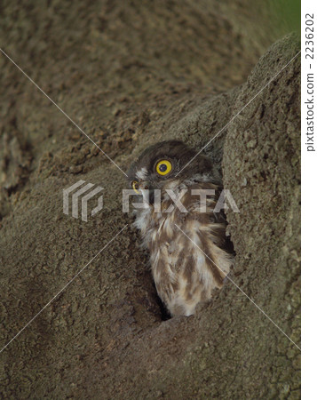 Ao bazook's chick Ao bazook's chick 2236202