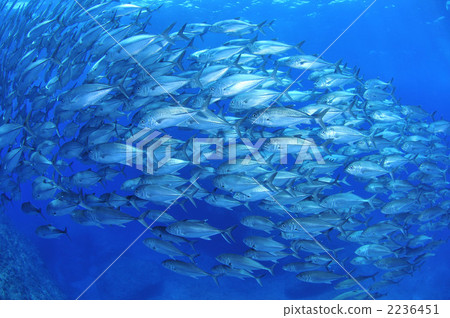 Gingame bean 2236451