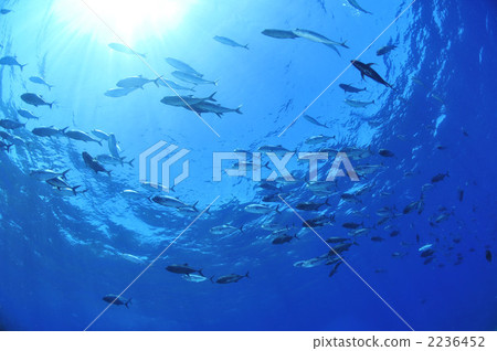 Gingame bean 2236452