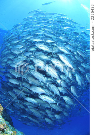 Gingame bean 2236453