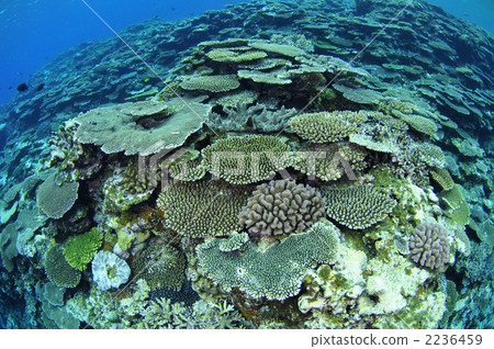 Coral Coral 2236459