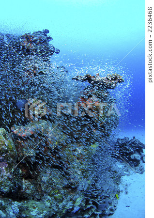 SKASHII SKASHII 2236468