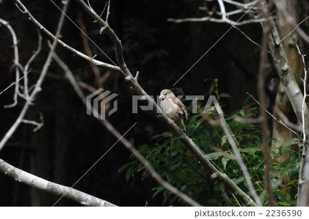 蠟嘴鳥 小鳥 鳥兒 2236590