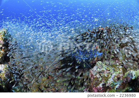 SKASHII SKASHII 2236980