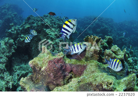 Oyaviccia Oyaviccia 2237020