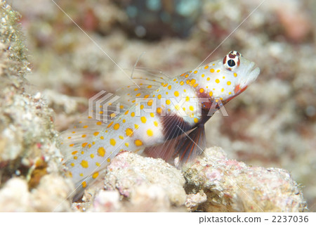 Yamabokihaze Yamabokihaze 2237036