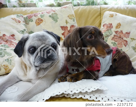 miniature dachshund, pug, animal 2237172