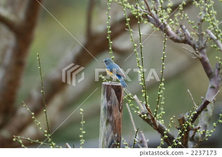 siberian bluechat, migratory, migratory bird 2237173