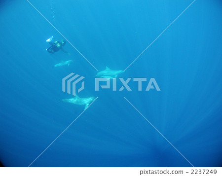 Dolphin Swim Dolphin Minami Bottlenose Dolphin Dolphin Swim Dolphin Minami Bottlenose Dolphin 2237249