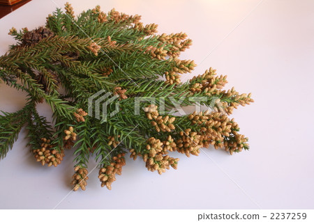 雪松花 雪松花 2237259