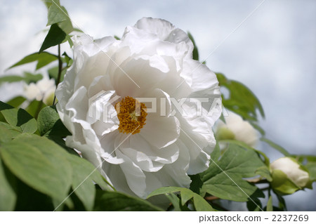 白牡丹 2237269