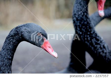 一隻黑鳥 2237357