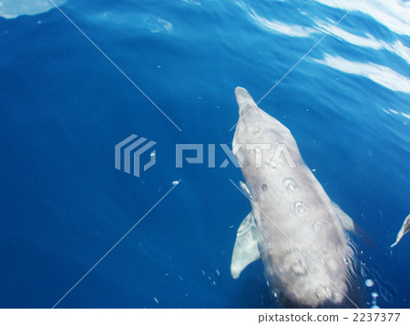 Sea dolphin dolphin Sea dolphin dolphin 2237377