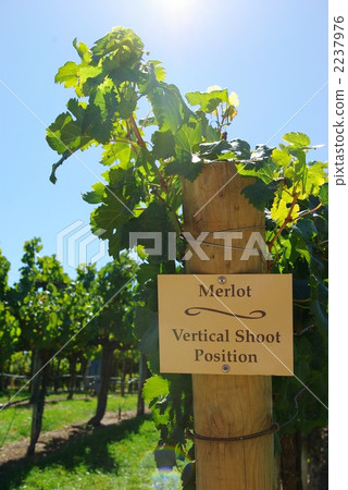 merlot, vinery, vineyard 2237976