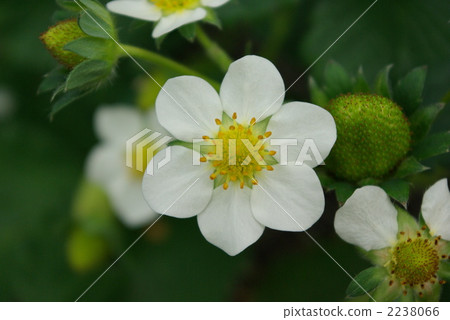 strawberry flower, kumamoto, aso 2238066