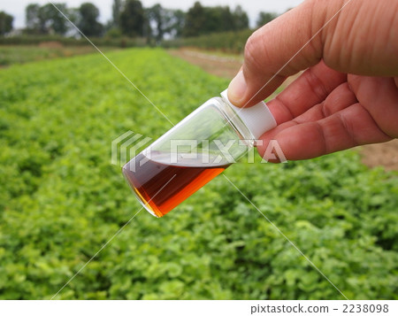 香草 草本的 藥草 2238098