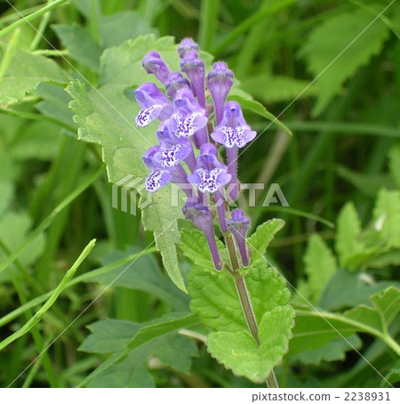 黃芩 黃芩 2238931
