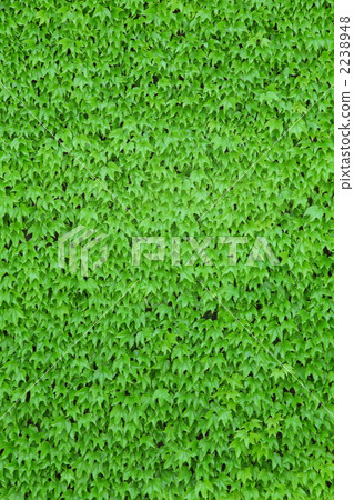 Ivy texture Ivy texture 2238948