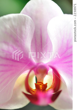 Phalaenopsis orchid  2238971