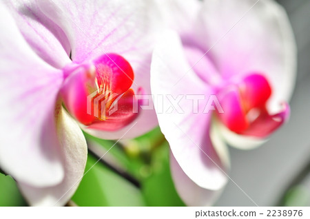 Phalaenopsis orchid Phalaenopsis orchid 2238976
