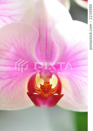 Phalaenopsis orchid  2238980