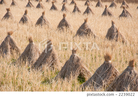 捆綁的稻草 2239022