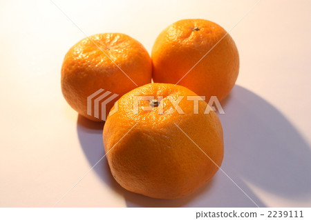 椪柑 椪柑 2239111