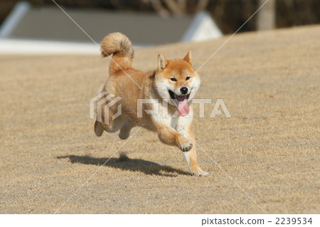 跑Shiba Inu 跑Shiba Inu 2239534