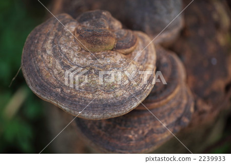 bracket fungus, polypore, grassy place 2239933
