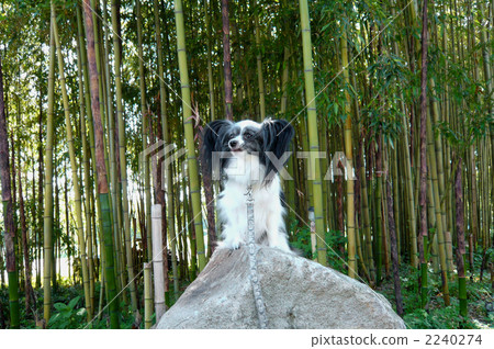 toy dog, small-breed dog, papillon 2240274