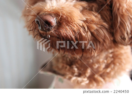 A cold dog 2240450