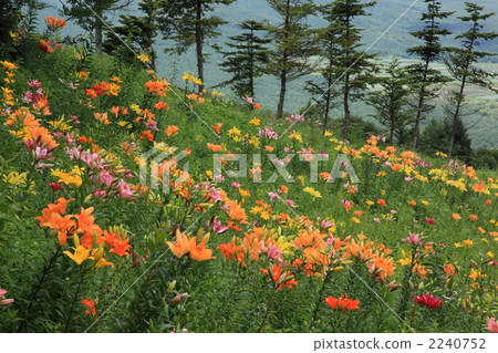 Tsumagoi · Kurasawa Yurien Tsumagoi · Kurasawa Yurien 2240752