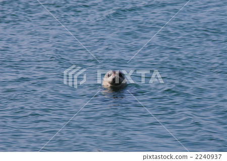 戈馬海豹在海面上 戈馬海豹在海面上 2240937