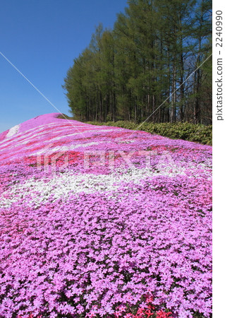 苔蘚漿的一面（垂直） 2240990