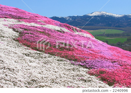Togo-koto algocheon and mushroom cherry blossoms 2240996