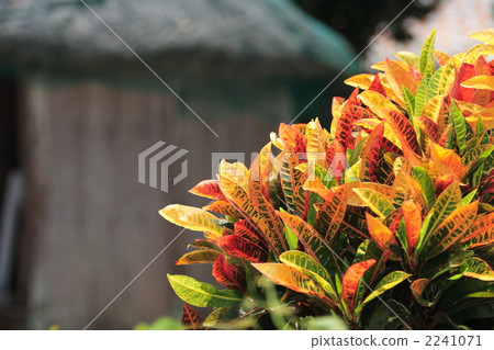 紅屋瓦 花園樹 沖繩 2241071