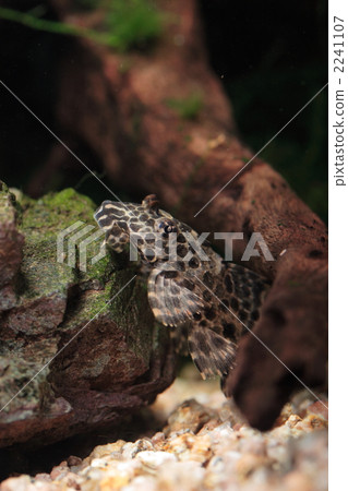 Selphin Pleco Selphin Pleco 2241107