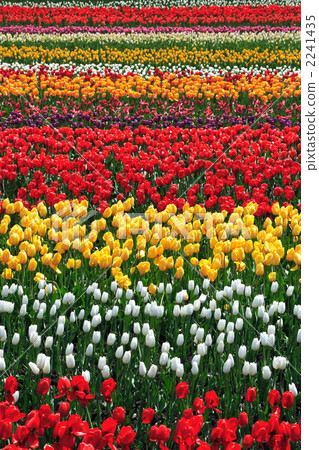 Kamiyubetsu鬱金香01 Kamiyubetsu鬱金香01 2241435