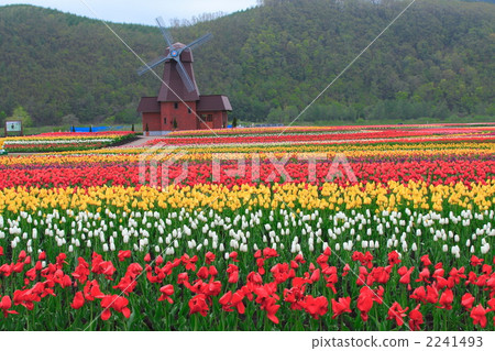 Windmill and tulip field 2241493