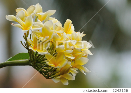 赤素馨花 鸡蛋花 花