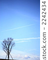 A deep blue sky, a tree and an airplane cloud 2242434