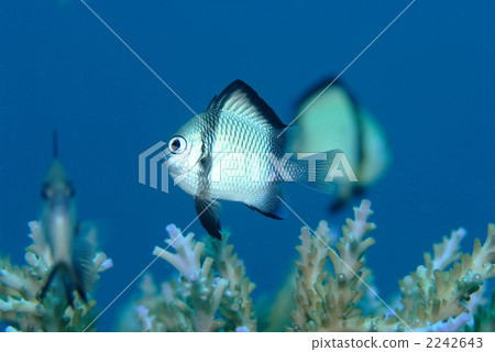 Lotus clown sparrow Lotus clown sparrow 2242643