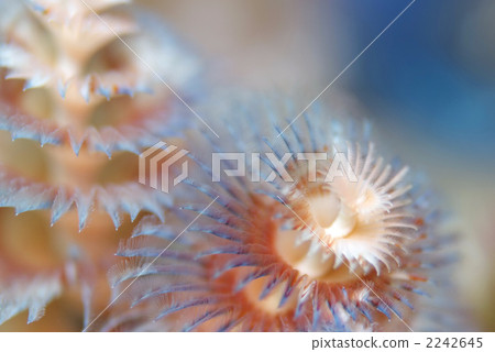 Ibarakkasashi 2242645