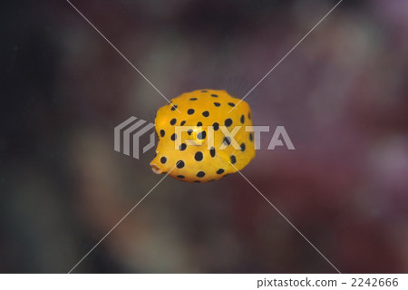 Minami Hako fu 2242666