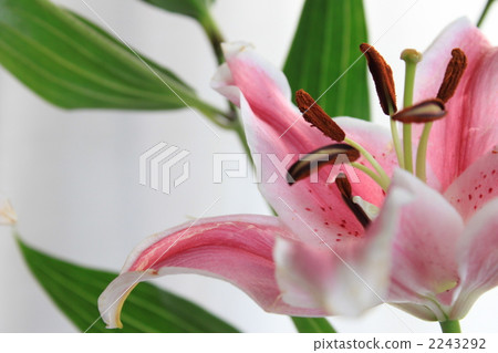 single flower, single wheel, indoor 2243292