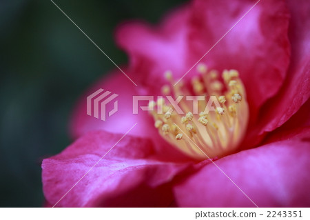 茶梅 花芯 花蕊 2243351