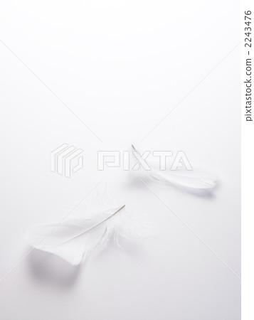 羽毛 羽毛 2243476