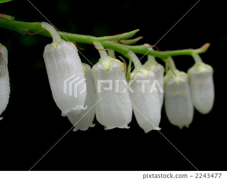 猩紅色的花 2243477